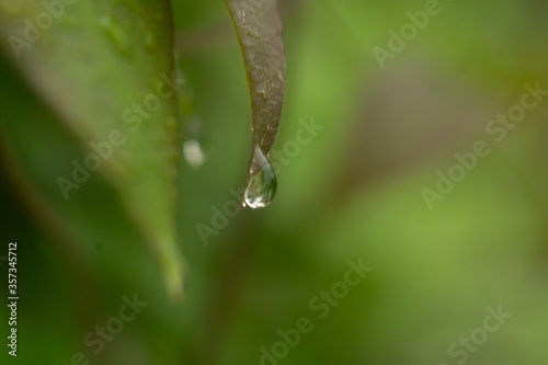 water drop on a green leaf