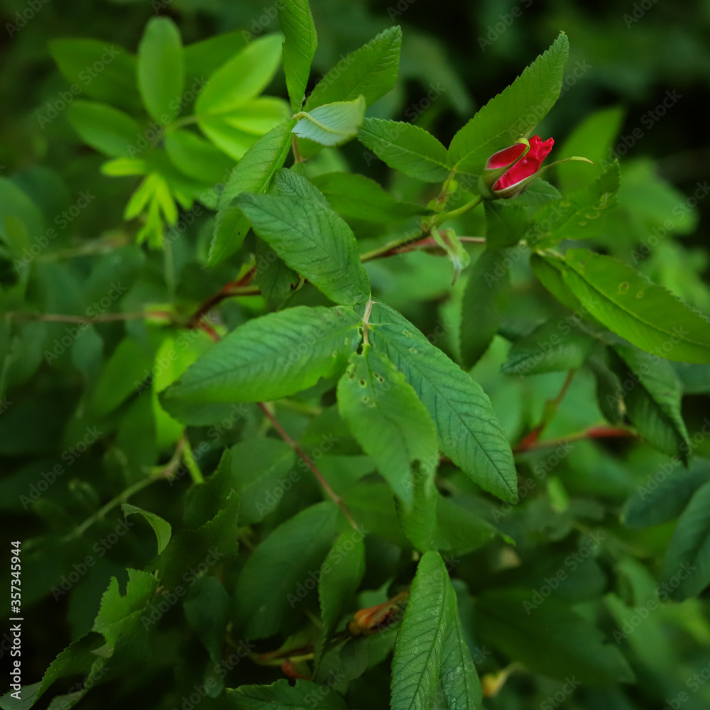 red rosebud on a background of green leaves red rosebud on a background of green leaves