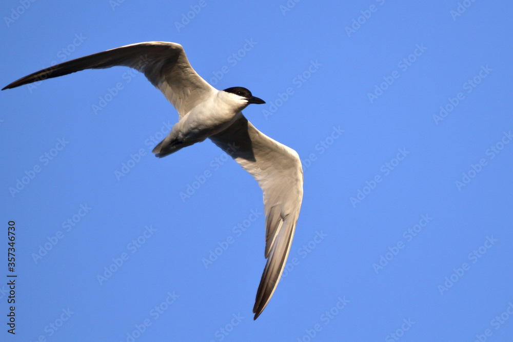 Obraz premium Tern in Flight