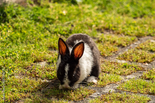 portrait of an adorable chubby rabbit with black and white mixed fur, sitting on green mosses covered ground under the sun seating grasses © Yi