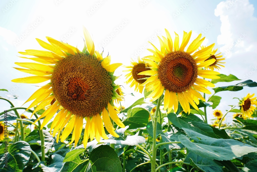 Obraz premium ひまわり畑