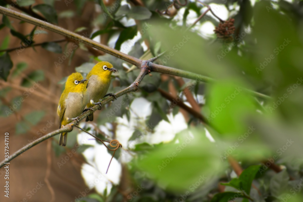 A Warbling white eye couple love birds sitting on branch of tree with a foreground. A Warbling white eye couple love birds sitting on branch of tree with a foreground.