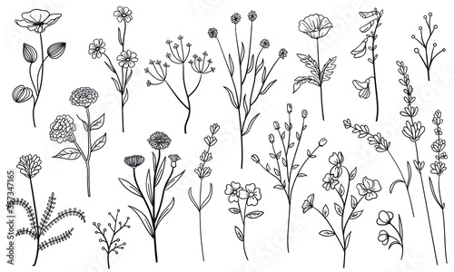 set collection flowers, plants leaves hand draw vector
