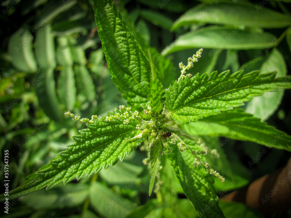 Common nettle, or stinging nettle, or nettle leaf or stinger. Macro Photo of a plant nettle in garden. Medicinal herbs or food herbs in spring. Perennial flowering plant. Common nettle, or stinging nettle, or nettle leaf or stinger. Macro Photo of a plant nettle in garden. Medicinal herbs or food herbs in spring. Perennial flowering plant.
