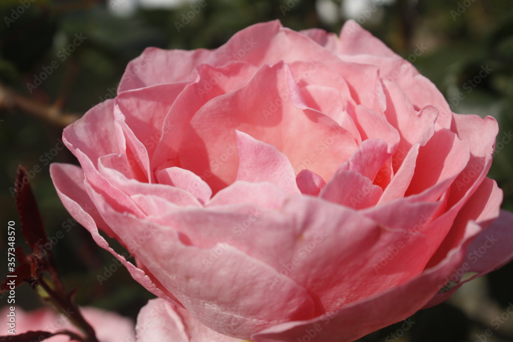 beautiful pink rose petals closeup in garden showing variety of shades