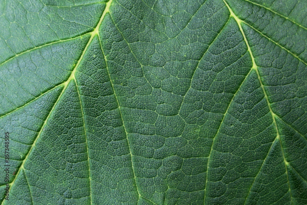 Fototapeta premium Leaf texture of sycamore tree, also called sycamore maple, latin name Acer Pseudoplatanus.