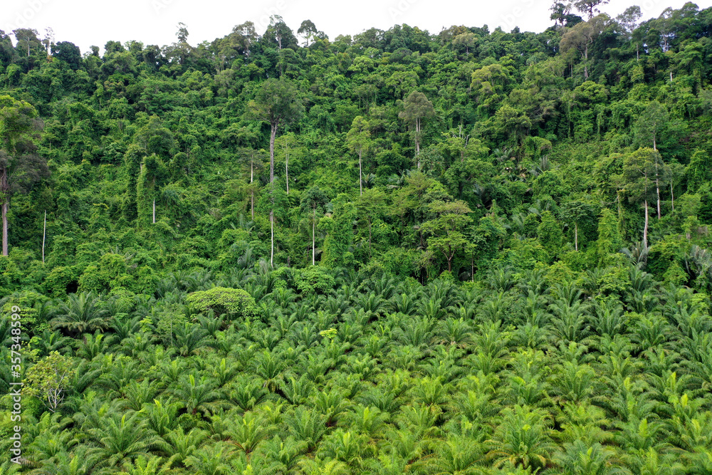 Palm oil plantation and rainforest edge. 