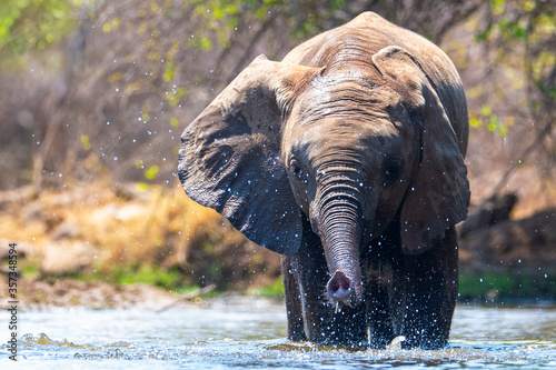 Baby Elephant enjoys a splash