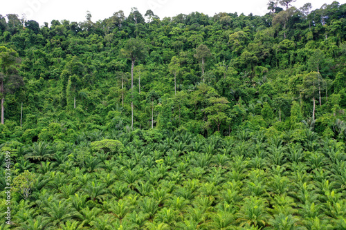 Palm oil plantation and rainforest edge. 