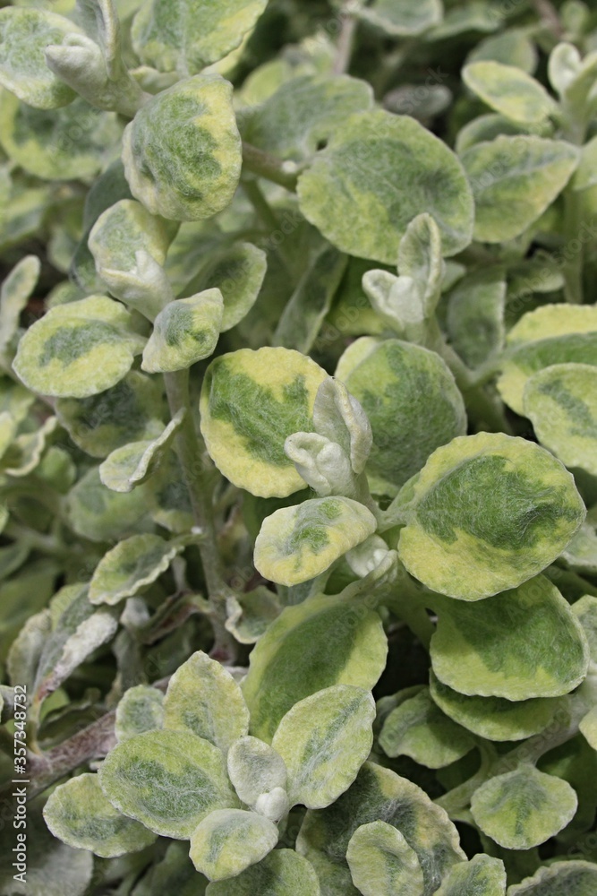 Spring green to yellow coloured leaves of licoriceplant, also called