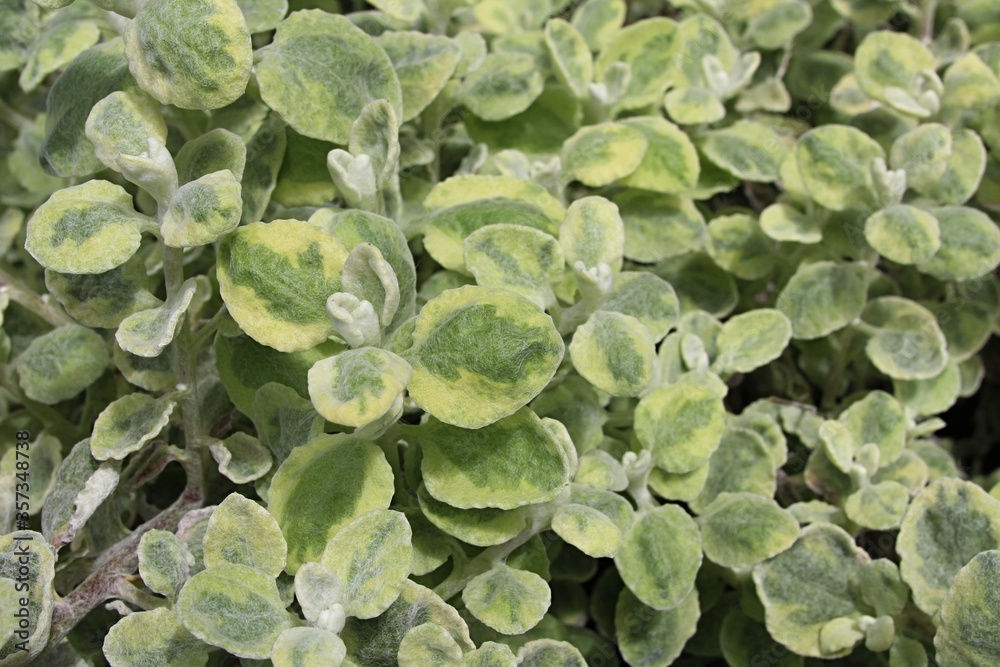 Green leaves with yellow corners of licoriceplant, also called