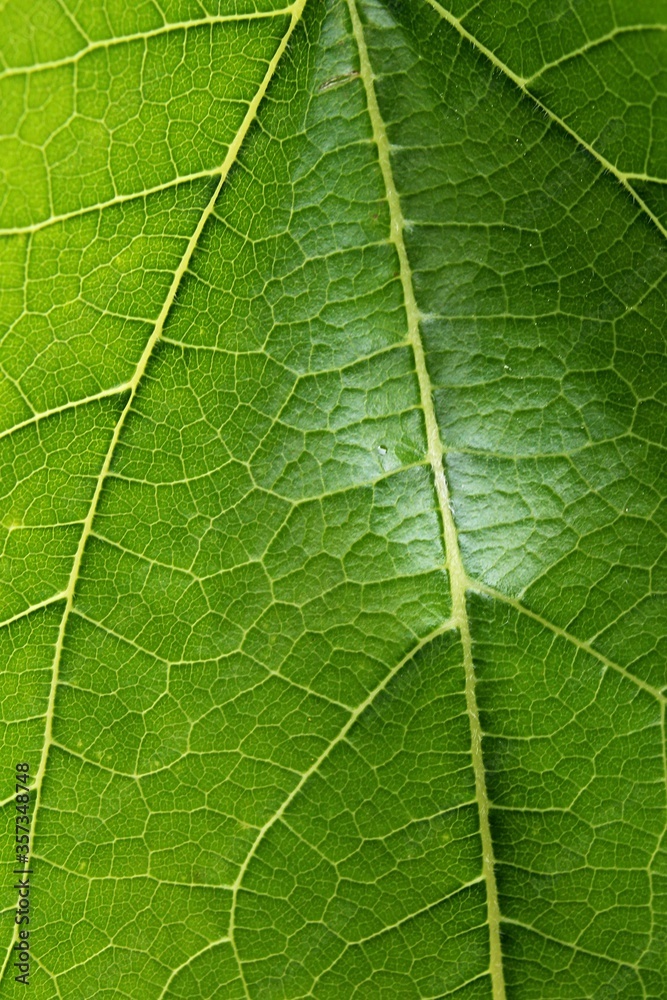 Detail of green leaf texture of White Mulberry, latin name Morus Alba, sunbathing in late spring sunshine. Tree Morus Alba is known as feed for silkworms, essential for production of silk. Detail of green leaf texture of White Mulberry, latin name Morus Alba, sunbathing in late spring sunshine. Tree Morus Alba is known as feed for silkworms, essential for production of silk.