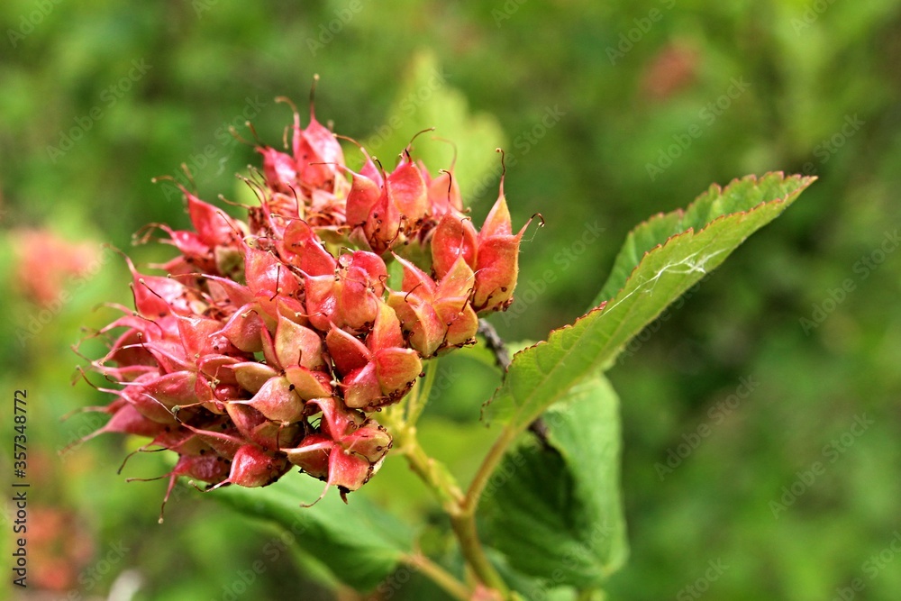 Round fruit cluster of Common ninebark plant, also called Eastern ninebark, latin name Physocarpus Opulifolius, deciduous shrub used for his ability to grow in harsh conditions. Late spring season. Round fruit cluster of Common ninebark plant, also called Eastern ninebark, latin name Physocarpus Opulifolius, deciduous shrub used for his ability to grow in harsh conditions. Late spring season.