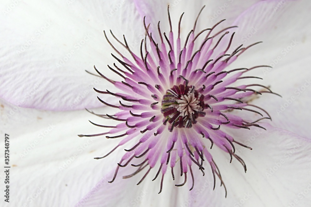 Obraz premium Gentle creamy white to pink and purple flower center and dense pistils of Clematis climbing plant, hybrid Utopia, in full blossom during late spring season.