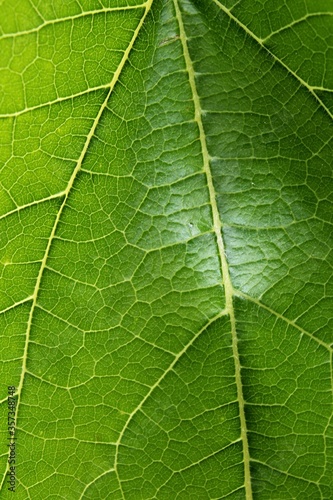 Detail of green leaf texture of White Mulberry, latin name Morus Alba, sunbathing in late spring sunshine. Tree Morus Alba is known as feed for silkworms, essential for production of silk. 