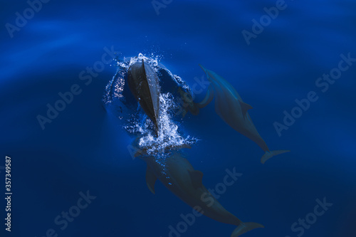 A family of wild dolphins swims in the bright blue clear water of a tropical sea. Beautiful weather on a sea voyage © Elena