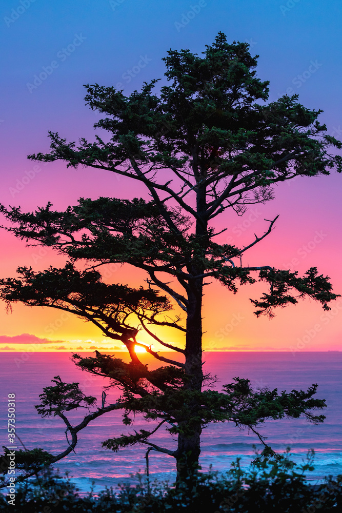 tree silhouette during an pink, blue and yellow sunset