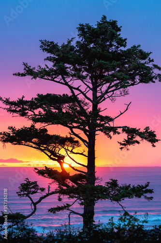 tree silhouette during an pink, blue and yellow sunset © Centioli Photography