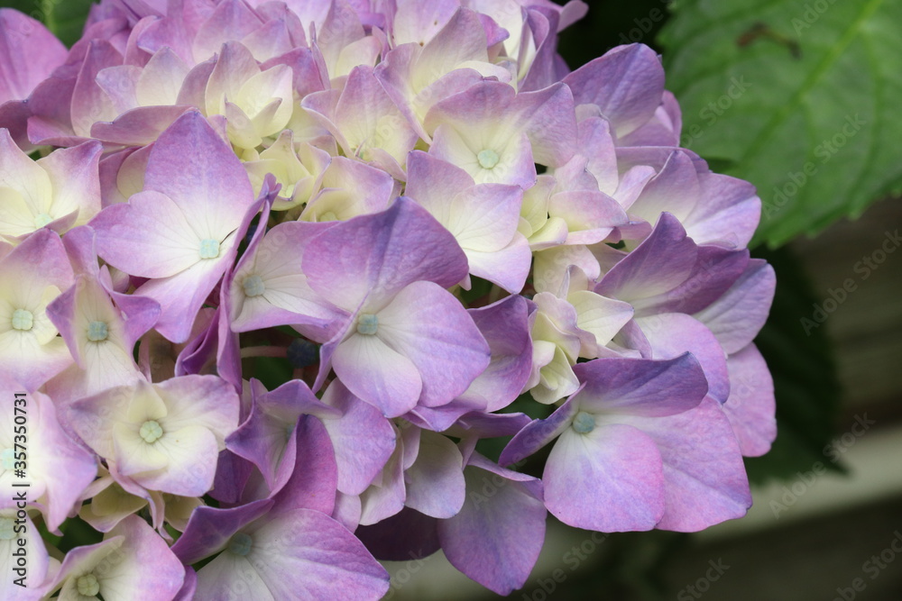 Hydrangea is blooming in pink and purple. Hydrangea macrophylla Hydrangea is blooming in pink and purple. Hydrangea macrophylla