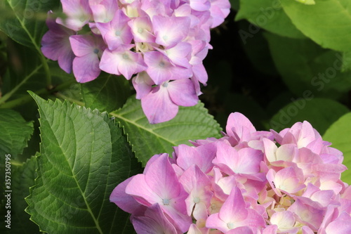 Hydrangea is blooming in pink and purple. Hydrangea macrophylla