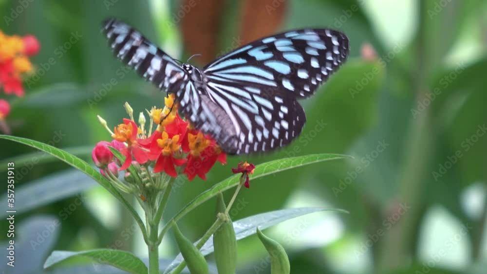 リュウキュウアサギマダラ 蝶 4K / Ideopsis similis. Ceylon Blue Glassy Tiger Butterfly feeding on nectar. Ryukyu Asagimadara. Closeup shot. リュウキュウアサギマダラ 蝶 4K / Ideopsis similis. Ceylon Blue Glassy Tiger Butterfly feeding on nectar. Ryukyu Asagimadara. Closeup shot.