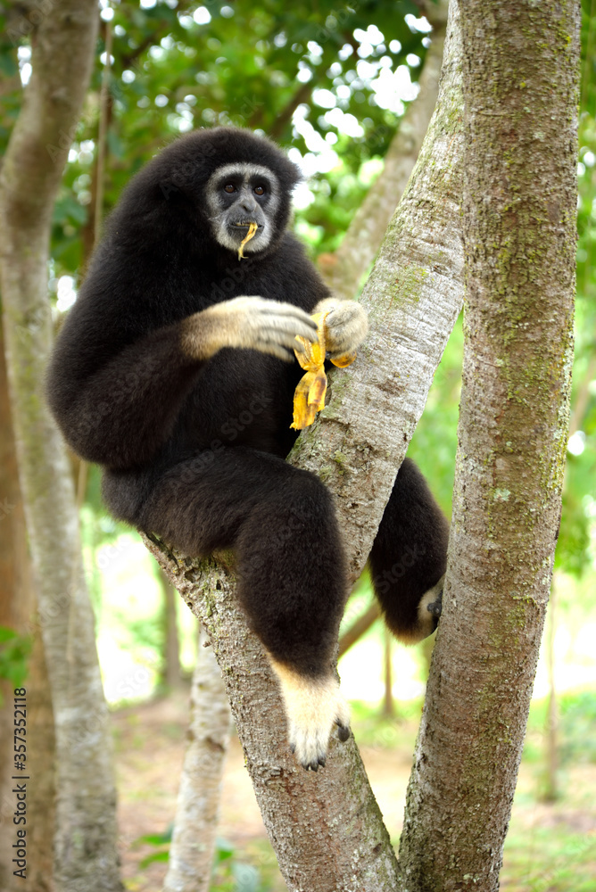 gibbon à mains blanche dans la forêt équatoriale, white-handed gibbon in the wild life, espèce en voie de disparition gibbon à mains blanche dans la forêt équatoriale, white-handed gibbon in the wild life, espèce en voie de disparition