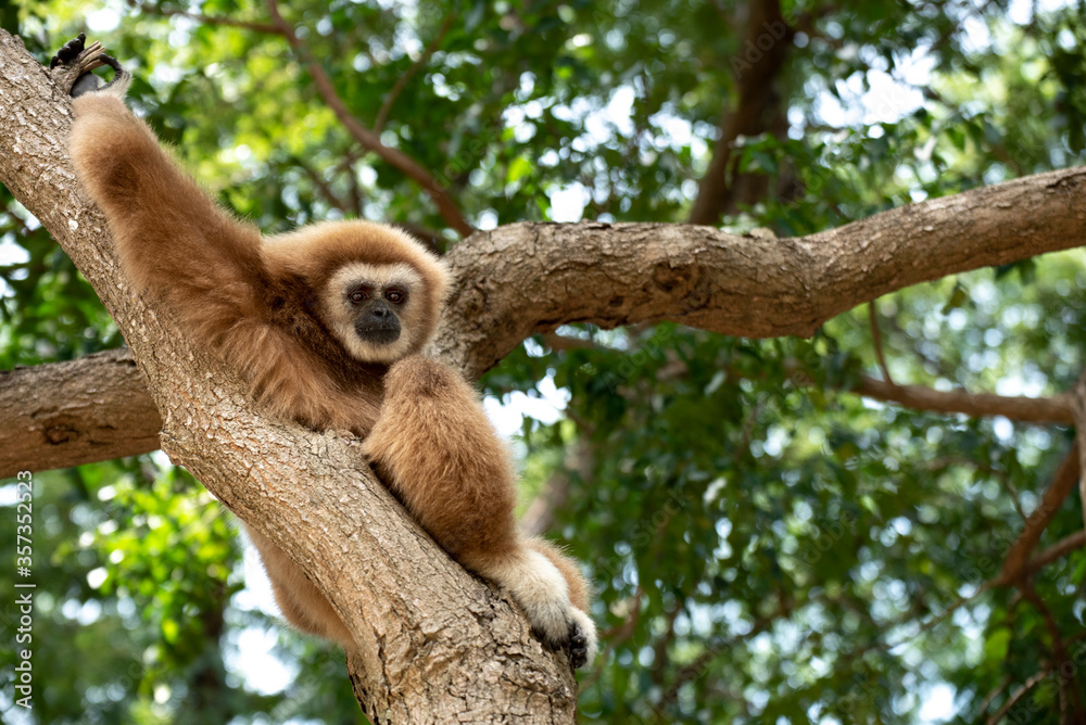 gibbon à mains blanche dans la forêt équatoriale, white-handed gibbon in the wild life, espèce en voie de disparition gibbon à mains blanche dans la forêt équatoriale, white-handed gibbon in the wild life, espèce en voie de disparition