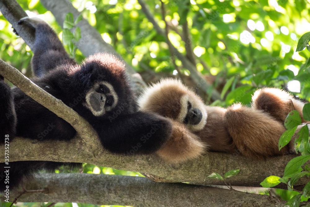 Obraz premium gibbon à mains blanche dans la forêt équatoriale, white-handed gibbon in the wild life, espèce en voie de disparition