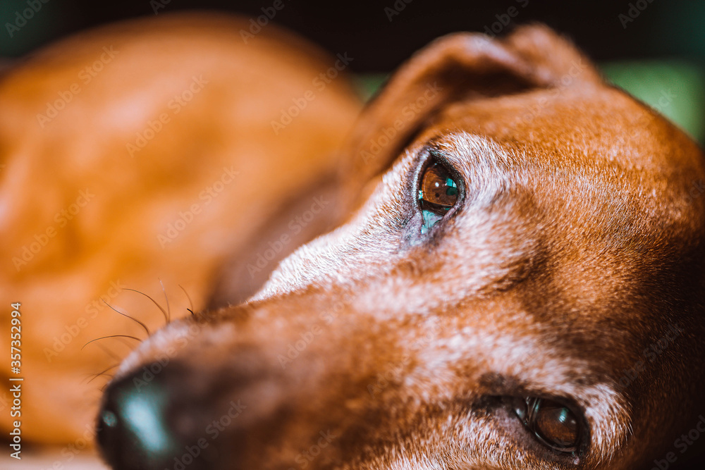 portrait of a dog. brown cute dachshund. dormant dog with open eyes ...