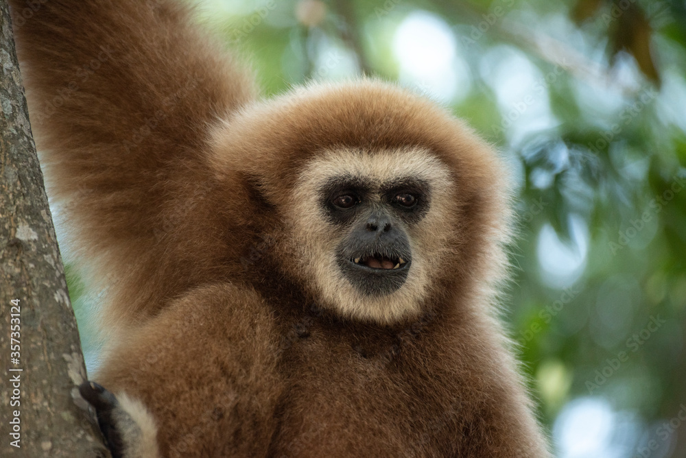 gibbon à mains blanche dans la forêt équatoriale, white-handed gibbon in the wild life, espèce en voie de disparition gibbon à mains blanche dans la forêt équatoriale, white-handed gibbon in the wild life, espèce en voie de disparition