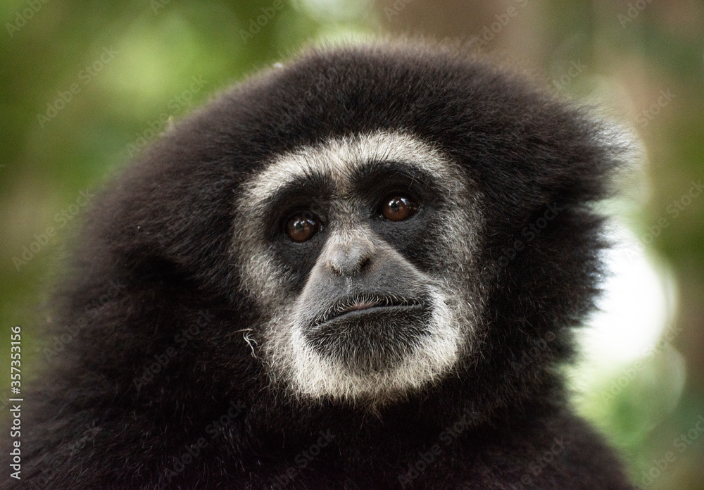 gibbon à mains blanche dans la forêt équatoriale, white-handed gibbon in the wild life, espèce en voie de disparition gibbon à mains blanche dans la forêt équatoriale, white-handed gibbon in the wild life, espèce en voie de disparition