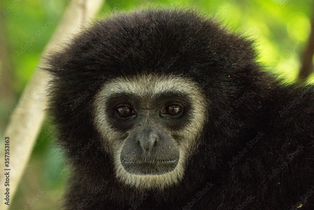 gibbon à mains blanche dans la forêt équatoriale, white-handed gibbon in the wild life, espèce en voie de disparition gibbon à mains blanche dans la forêt équatoriale, white-handed gibbon in the wild life, espèce en voie de disparition