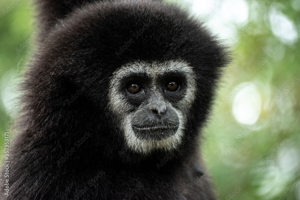 gibbon à mains blanche dans la forêt équatoriale, white-handed gibbon in the wild life, espèce en voie de disparition gibbon à mains blanche dans la forêt équatoriale, white-handed gibbon in the wild life, espèce en voie de disparition