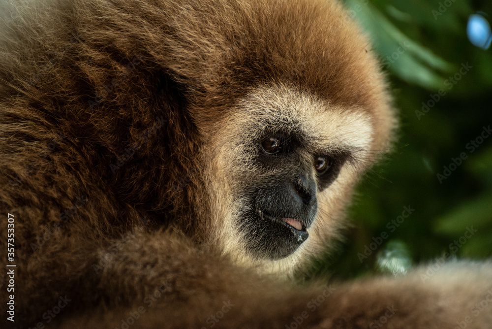 Obraz premium gibbon à mains blanche dans la forêt équatoriale, white-handed gibbon in the wild life, espèce en voie de disparition