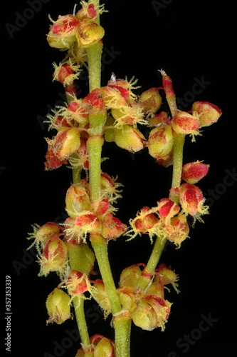 Sheep's Sorrel (Rumex acetosella). Female Inflorescence Detail Closeup photo