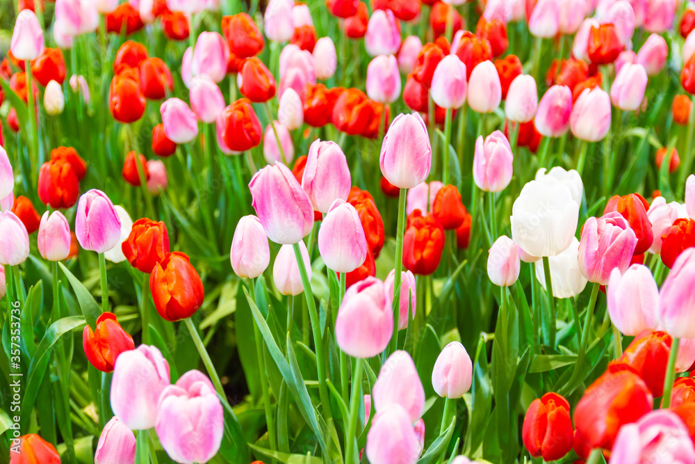 Pink,Red,Yellow tulips flower, beautifuly flower in garden plant, tulipa spring-blooming Pink,Red,Yellow tulips flower, beautifuly flower in garden plant, tulipa spring-blooming