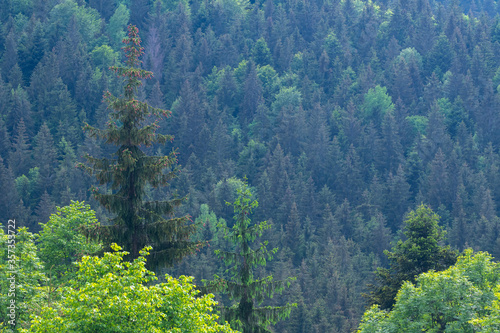 trees and fir trees on the mountain where we go hiking on a beautiful summer day © florinfaur
