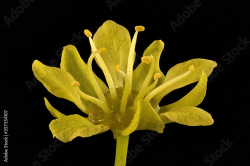 Norway Maple (Acer platanoides). Male Flower Closeup