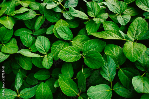Big and fresh soybean leaves in detail