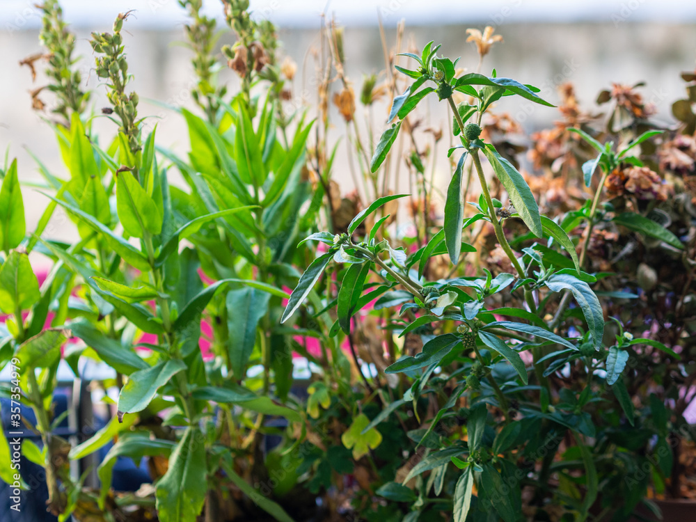 Obraz premium Plants to decorate the exterior of a home balcony. Green and colorful plants on a pot hanging on the railing on the background of the city.