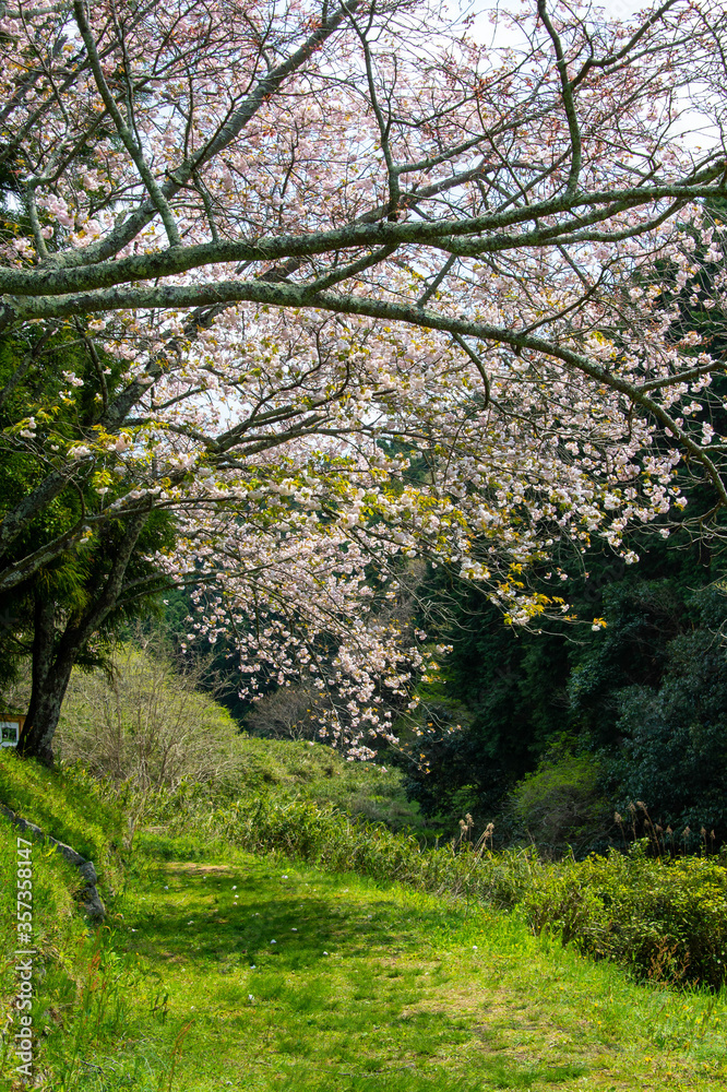 緑の歩道を覆うように咲いている桜