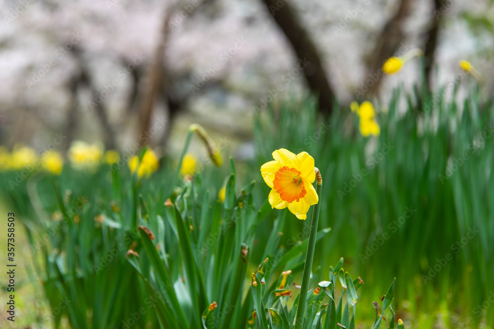 桜の下で咲いている黄色い水仙