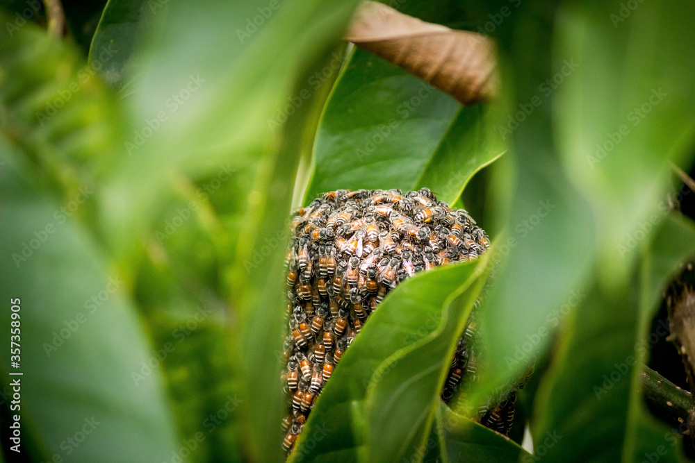 beekeeping beekeeping