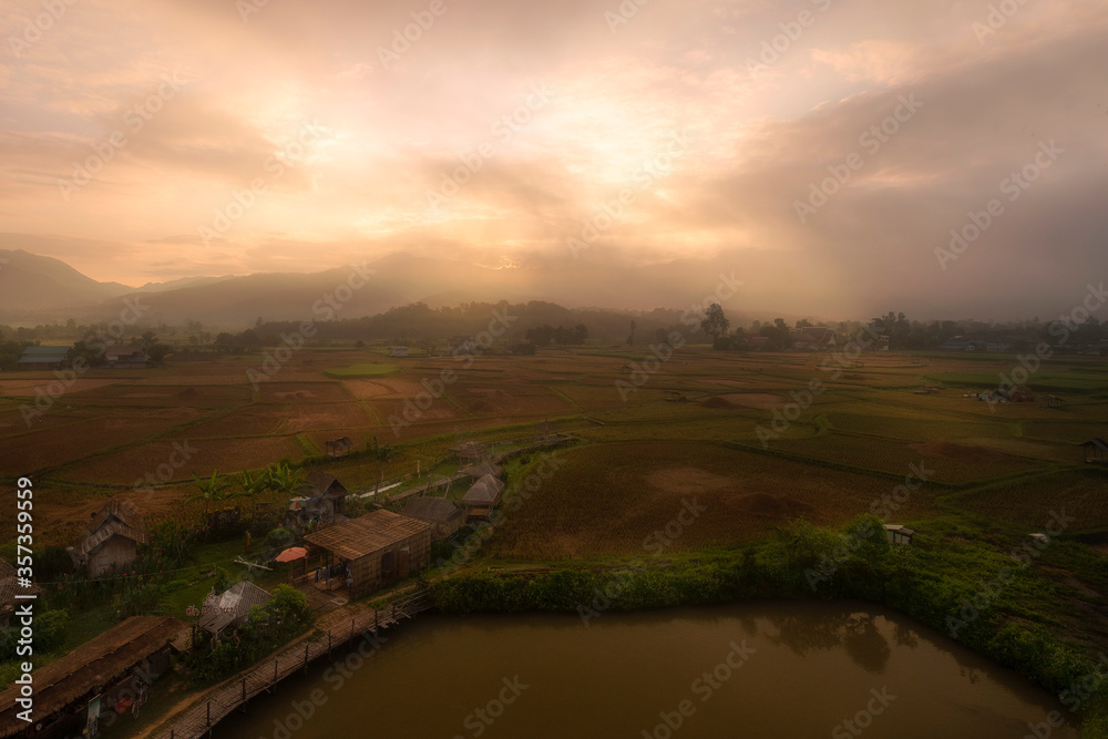 landscape with foggy over ricefield
