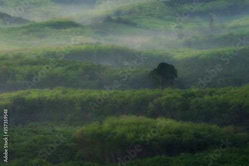 misty morning in the forest