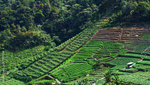 A view of a green vegetables plantation on a sunny day with a rows of vegetables bushes on a beautiful hillside. Cameron Highlands, Malaysia.