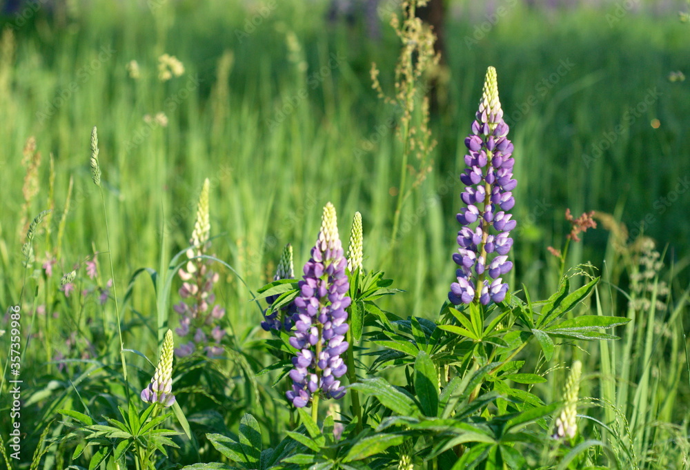Forest clearing overgrown with blue lupines (Lupinus). Moscow region. Russia. Forest clearing overgrown with blue lupines (Lupinus). Moscow region. Russia.