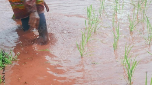 Asian farmer transplant rice seedlings in rice field,Farmer planting rice in the rainy season