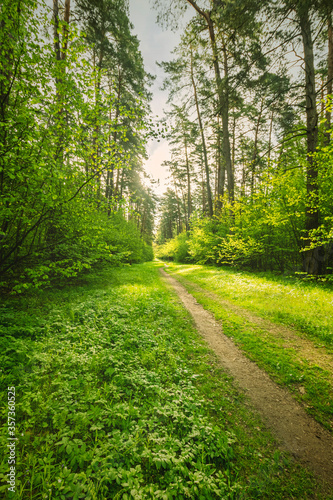 Fototapeta Naklejka Na Ścianę i Meble -  Scenic view in beautiful spring forest with green grass and bushes around the path, trees and small road, leading far away, spring nature reserve landscape