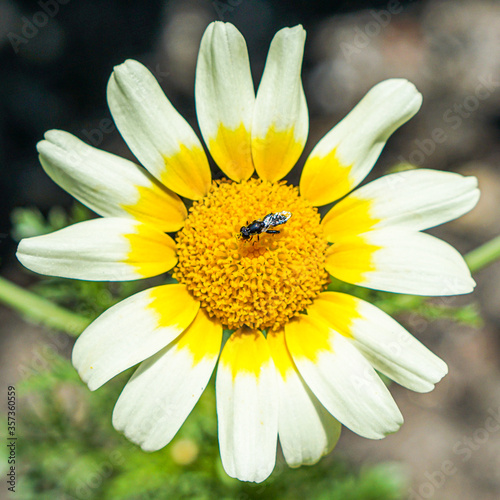 Daisy with wasp